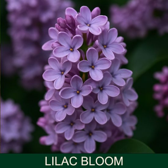 Lilac bloom dišave za sveče