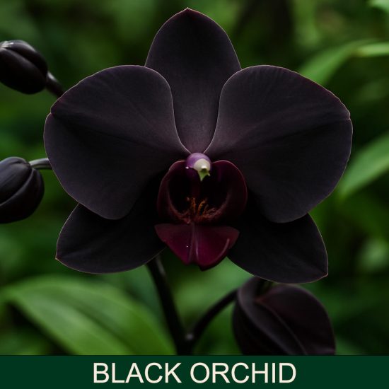 black orchid dišave za sveče