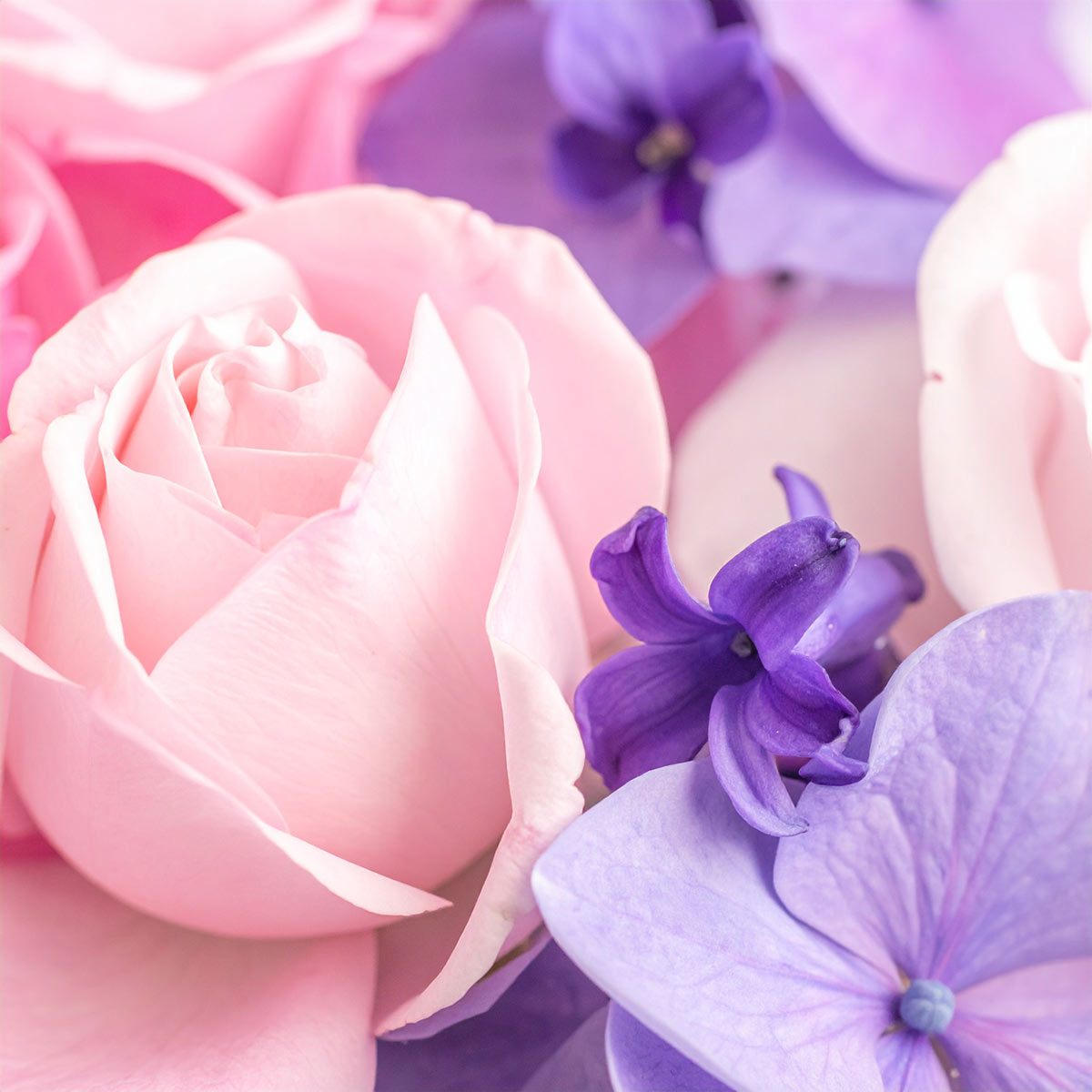 Violet & Rose dišava za sveče - slika 2