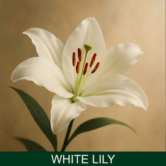 White Lily Dišava za sveče